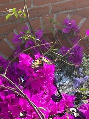 Papilio multicaudata multicaudata