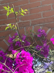 Papilio multicaudata multicaudata