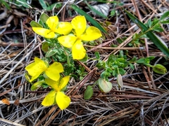 Hypericum suffruticosum