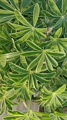 Lupinus albus