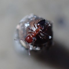 Crematogaster parapilosa