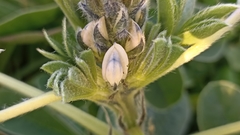 Lupinus albus