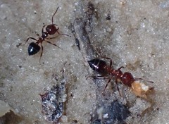 Crematogaster parapilosa