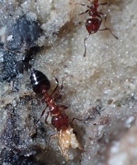 Crematogaster parapilosa