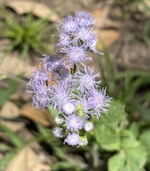 Ageratum houstonianum