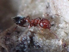Crematogaster parapilosa