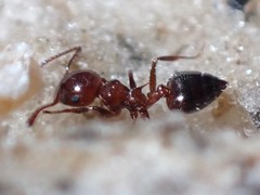 Crematogaster parapilosa
