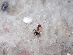 Crematogaster parapilosa