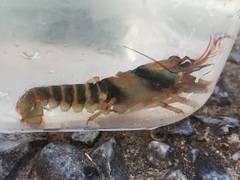 Cambarus scotti
