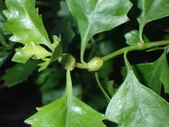 Neolasioptera lathami