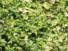 Alchemilla australis