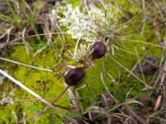 Alternanthera macbridei