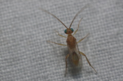 Meteorinae
