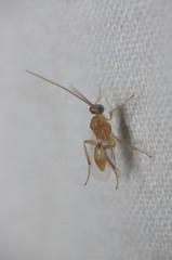Meteorinae
