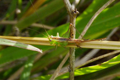 Conocephalus doryphorus