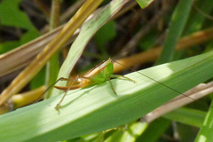 Conocephalus doryphorus