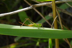 Conocephalus doryphorus