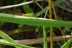 Conocephalus doryphorus