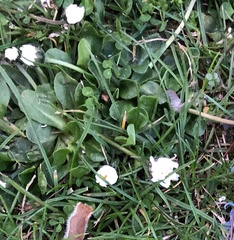 Bellis perennis