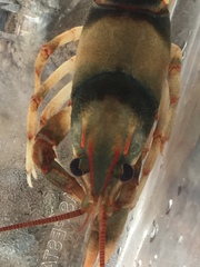 Cambarus scotti