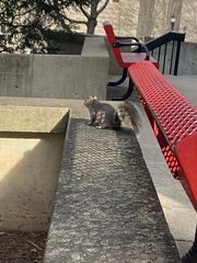 Sciurus carolinensis