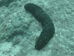 Holothuria leucospilota