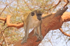 Chlorocebus sabaeus