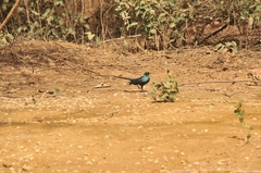 Lamprotornis caudatus