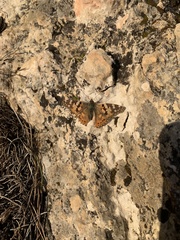 Vanessa cardui