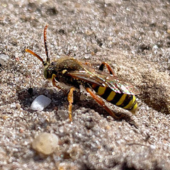 Nomada goodeniana
