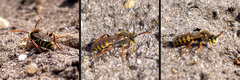 Nomada goodeniana