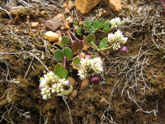 Alternanthera macbridei