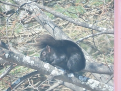 Sciurus carolinensis