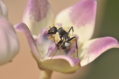 Camponotus