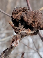 Pachypappa sacculi