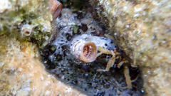 Thylacodes arenarius