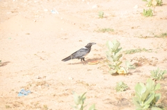 Corvus albus