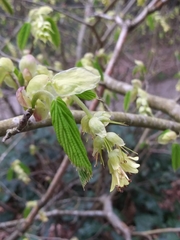 Corylopsis