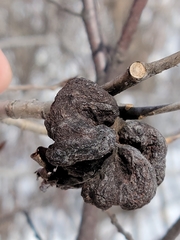 Pachypappa sacculi