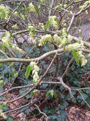 Corylopsis
