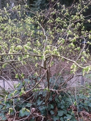Corylopsis