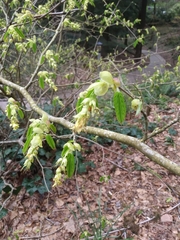 Corylopsis
