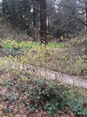 Corylopsis
