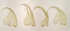 Hypnum curvifolium