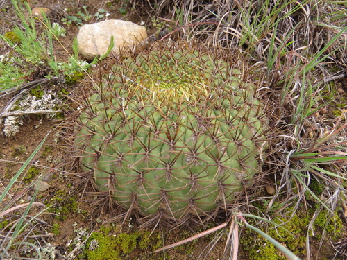 Matucana aureiflora