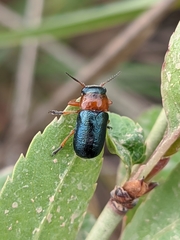 Chilotomina