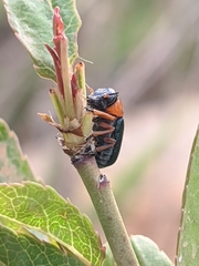 Chilotomina