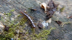 Lithobius pilicornis