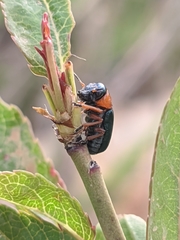 Chilotomina