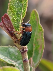 Chilotomina
